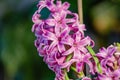 Pink hyacinth flowers Royalty Free Stock Photo