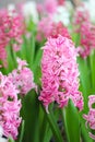 Pink hyacinth flowers blooming in a garden Royalty Free Stock Photo