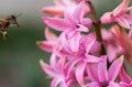 Pink Hyacinth Flowers Royalty Free Stock Photo