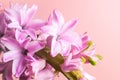Pink hyacinth flowers with drops of water on a pink background. Macro photo. Royalty Free Stock Photo
