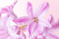 Pink hyacinth flowers with drops of water on a pink background. Royalty Free Stock Photo