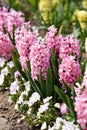 Pink hyacinth flowers