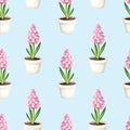 Pink hyacinth flowers in pots on a blue background. Vector seamless pattern