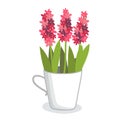 Pink hyacinth flowers in a white cup vase with green leaves, spring blossoms. Floral decoration and home decor concept Royalty Free Stock Photo