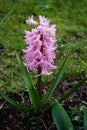 Pink hyacinth in the garden in April. Berlin, Germany