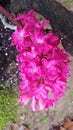 Pink hyacinth  from garden Royalty Free Stock Photo