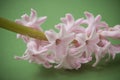 pink hyacinth green background