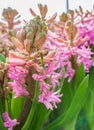 Pink hyacinth