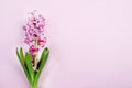 Pink hyacinth on pink background