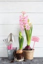 Pink hyacinth in a pot and garden tools in a small bucket on a white background Royalty Free Stock Photo