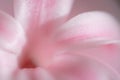 Pink Hyacinth. Small DOF Royalty Free Stock Photo