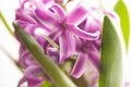 Pink blooming hyacinth