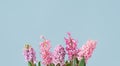 Pink hyacinth spring flowers on blue background Royalty Free Stock Photo