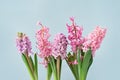 Pink hyacinth spring flowers on blue background Royalty Free Stock Photo