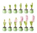 Pink hyacinth timelapse Royalty Free Stock Photo