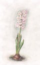 Pink hyacinth watercolor painting