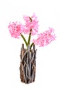 Pink hyacinth in wooden vase.