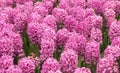 Pink Hyacinths Royalty Free Stock Photo