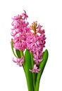 Pink hyacinths