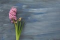 Pink hyacinths on a blue textural background