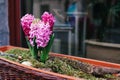 Pink hyacinths grow in pot on street by cafe restaurant entrance. Spring flowers decoration. Exterior design Royalty Free Stock Photo