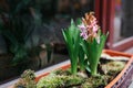 Pink hyacinths grow in pot on street by cafe restaurant entrance. Spring flowers decoration. Exterior design Royalty Free Stock Photo