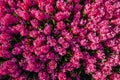 Pink hyacinths