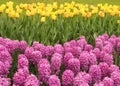 Pink Hyacinths and yellow tulips