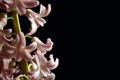 Pink hyacinthus