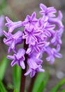 Pink Hyacinthus in a garden. Garden hyacinth with white blooming flowers. Royalty Free Stock Photo