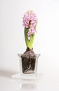 Pink hyacinthus