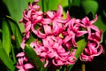 pink Hyacinthus orientalis flower macro. blurred soft lush green leaves in the background