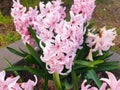 Pink hyacinthus orientalis flowers Royalty Free Stock Photo