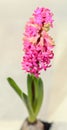 Pink Hyacinthus orientalis, garden hyacinth flowers, bulbs Royalty Free Stock Photo