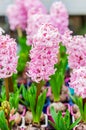 Pink Hyacinthus, Species orientalis, Hyacinth