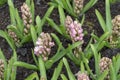 Pink Hyacinthus, Species orientalis, Hyacinth. Attractive spring bulbous flowers. Highly fragrant Royalty Free Stock Photo