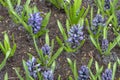 Pink Hyacinthus, Species orientalis, Hyacinth. Attractive spring bulbous flowers. Highly fragrant Royalty Free Stock Photo