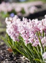 Pink hyazinth Royalty Free Stock Photo