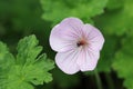 Pink hybrid cranesbill flower close up Royalty Free Stock Photo