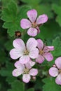 Pink hybrid geranium flowers in close up