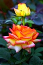 Pink hybrid rose and bud close up