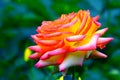 Pink hybrid rose close up