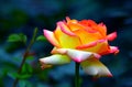 Pink hybrid rose close up