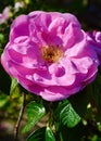 A pink hybrid rugosa rose in a sunny garden Royalty Free Stock Photo