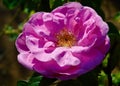 A pink hybrid rugosa rose in a sunny garden Royalty Free Stock Photo