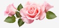 Pink hybrid tea rose flower and leaves. Transparent png Royalty Free Stock Photo