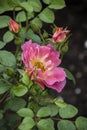 A pink Hybrid Tea rose on tree blooming in the garden Royalty Free Stock Photo