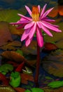 Beautiful pink hybrid pink water lily 
