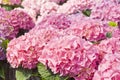 Pink Hydrangea Royalty Free Stock Photo