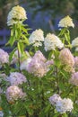 Pink hydrangea paniculata in full bloom Royalty Free Stock Photo